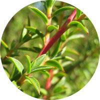Photo of Melaleuca alternifolia (Tea tree) Herbal used for skin and hair care